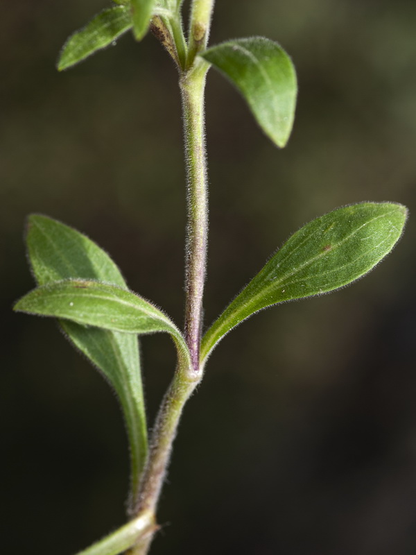 Silene latifolia.03