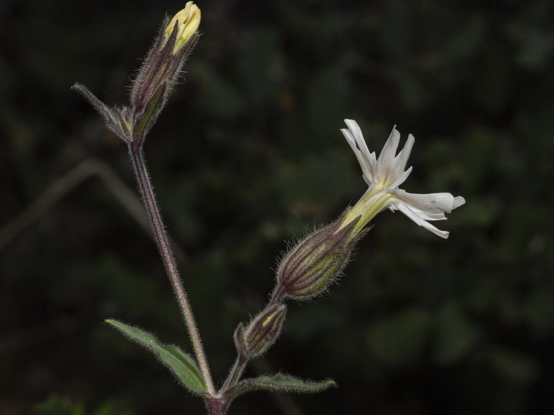 Silene latifolia.05