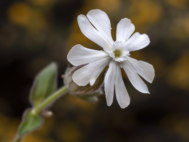 Silene latifolia.08