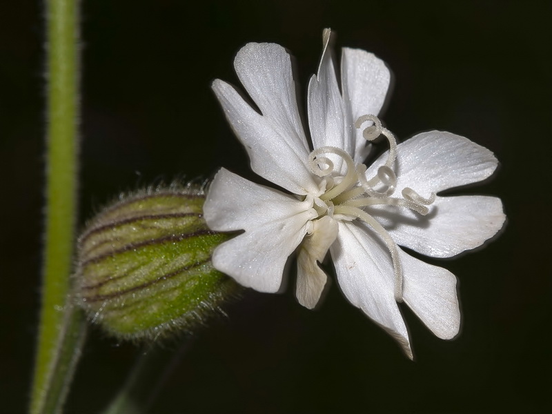 Silene latifolia.09