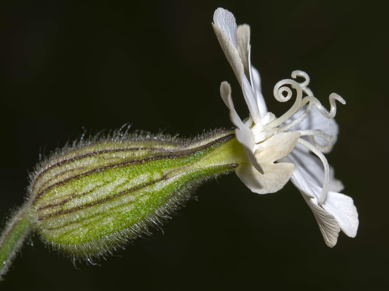 Silene latifolia.12