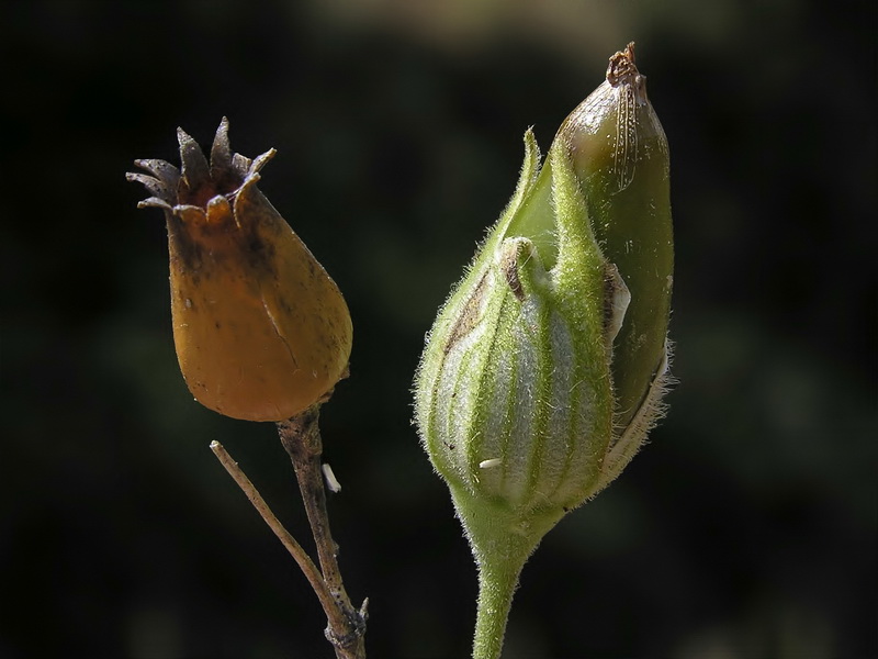 Silene latifolia.13