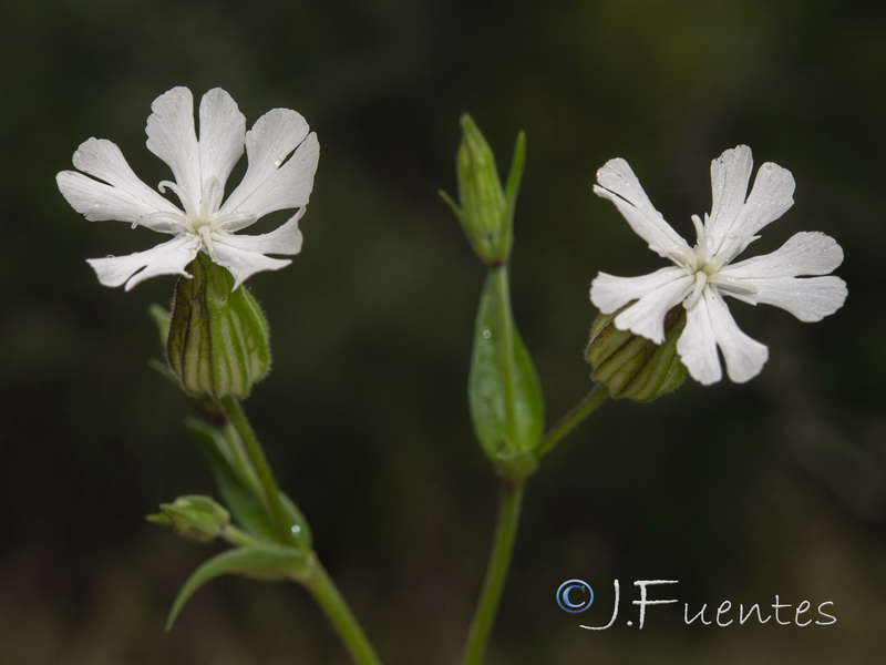 Silene latifolia.17