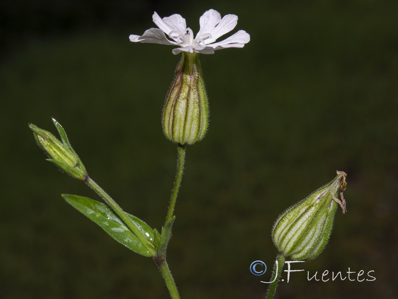 Silene latifolia.18