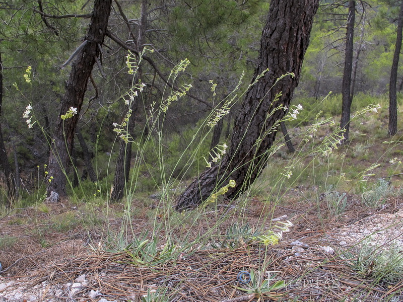 Silene legionensis.03