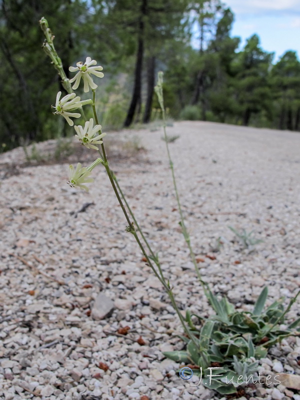 Silene legionensis.04