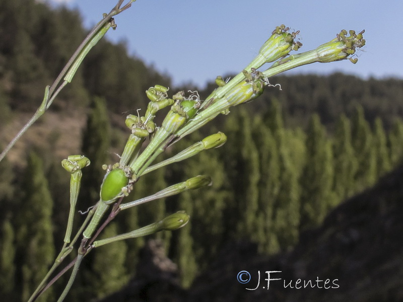 Silene legionensis.07