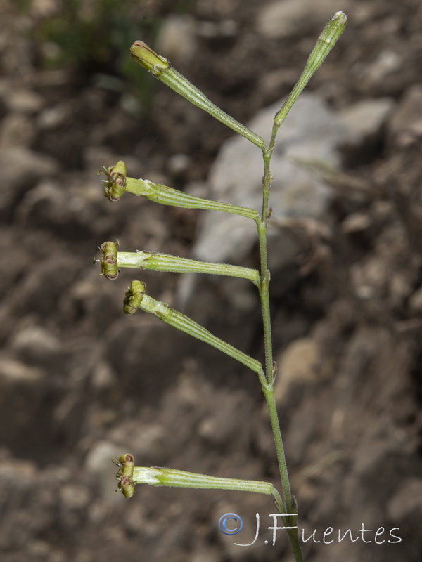 Silene legionensis.09