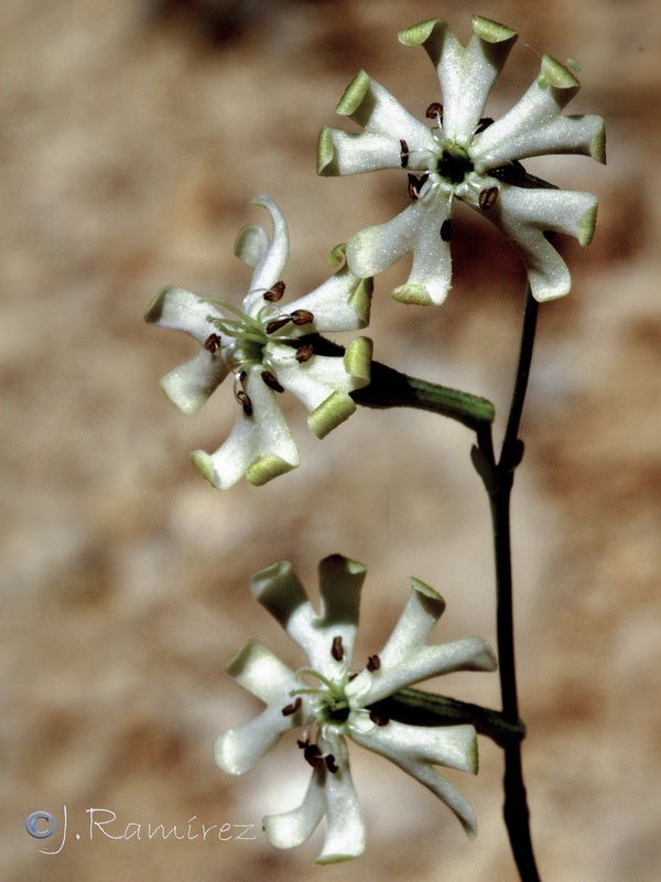 Silene legionensis.12