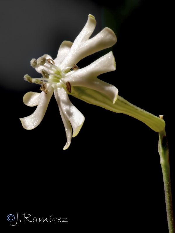 Silene legionensis.13