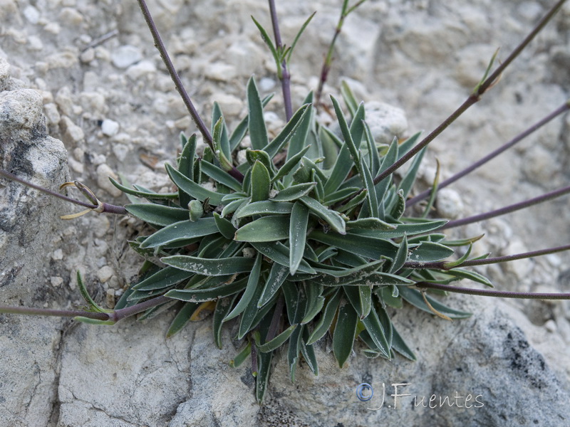 Silene legionensis.05