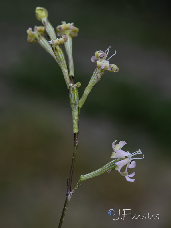 Silene legionensis.17
