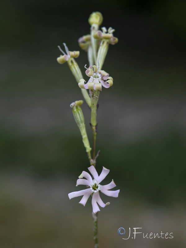 Silene legionensis.12