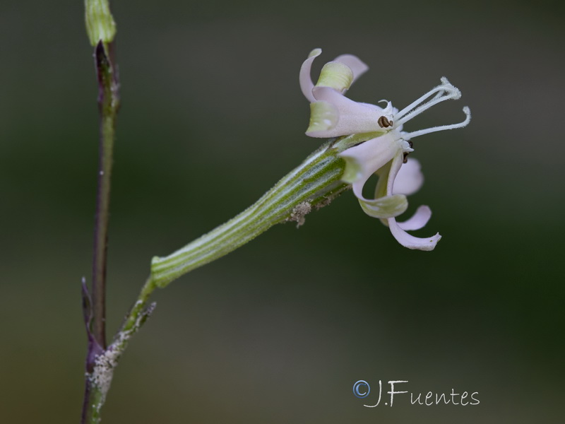 Silene legionensis.13