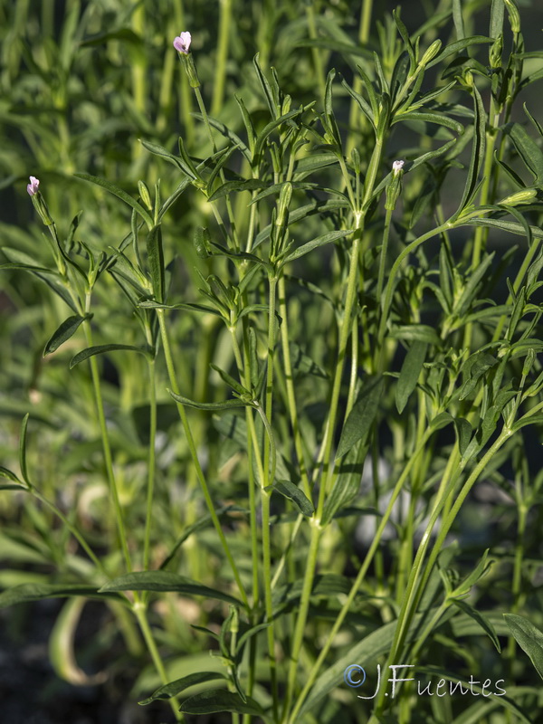 Silene linicola.01
