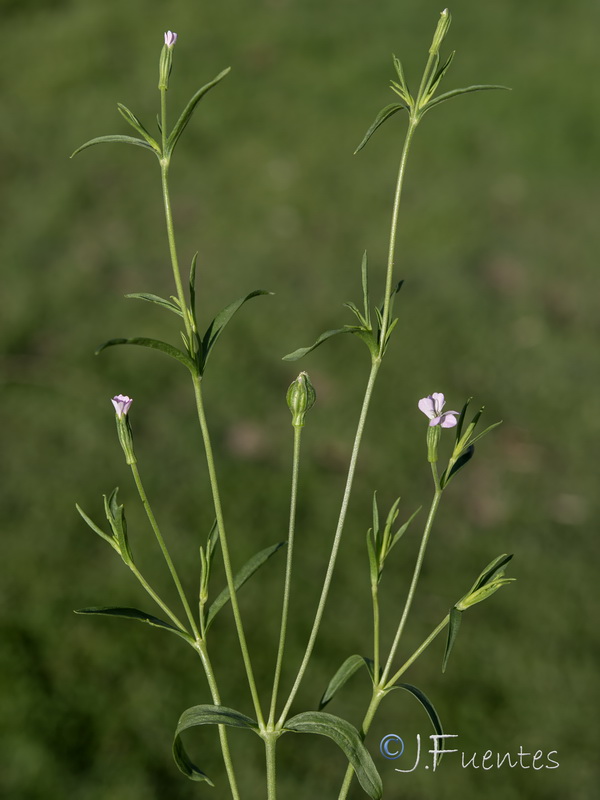 Silene linicola.02