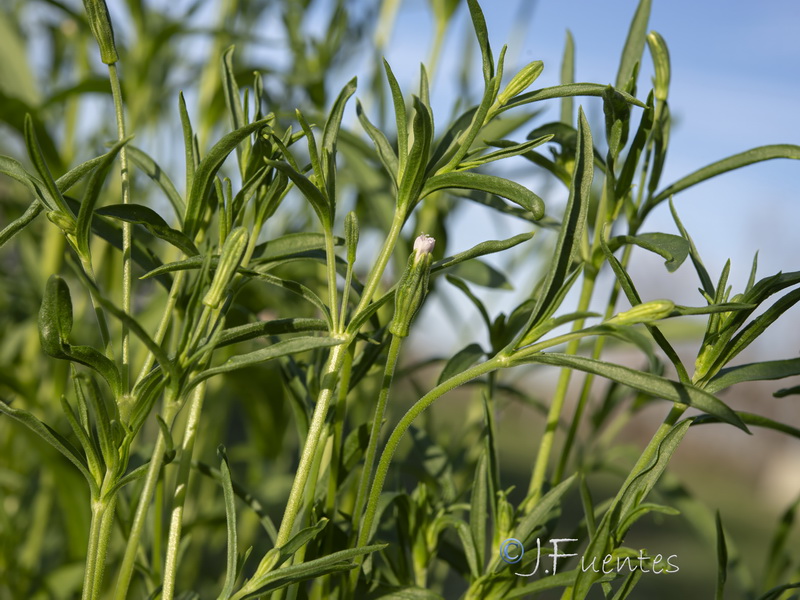 Silene linicola.04
