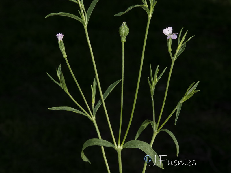 Silene linicola.05