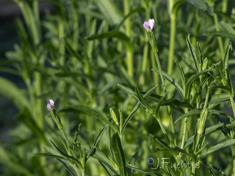 Silene linicola.06