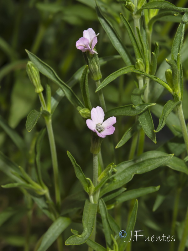 Silene linicola.07