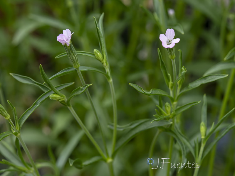 Silene linicola.08