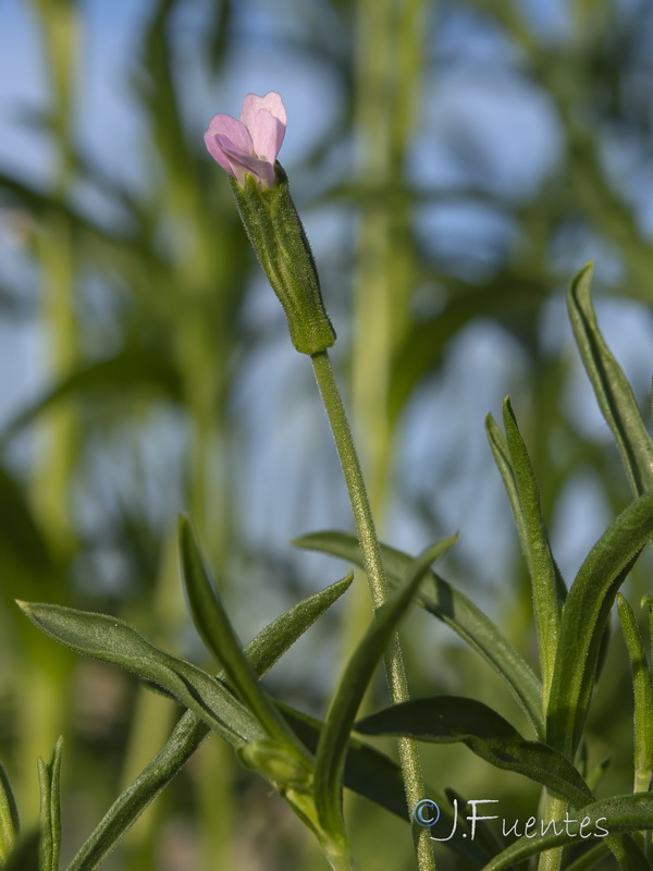 Silene linicola.09