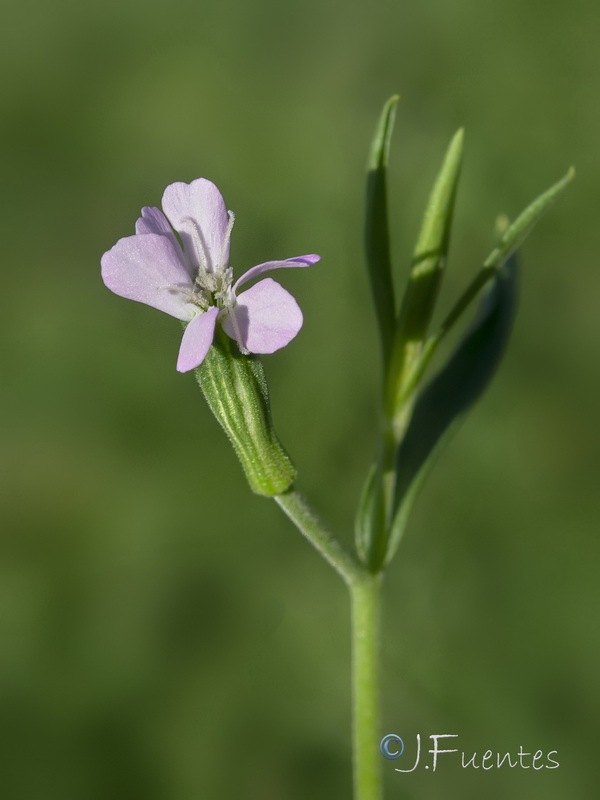 Silene linicola.10