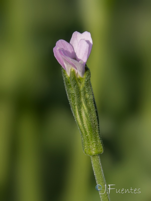 Silene linicola.11