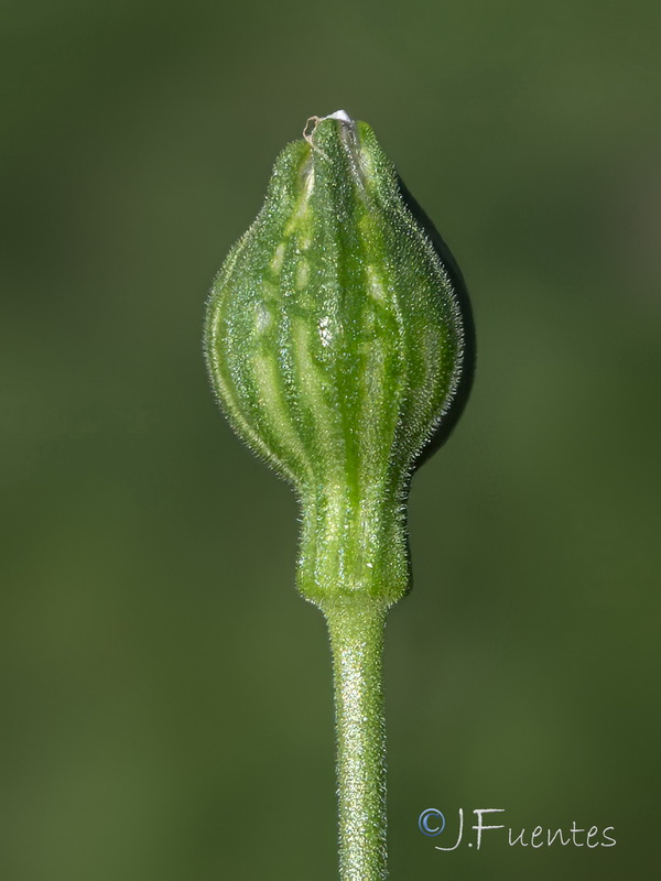 Silene linicola.12