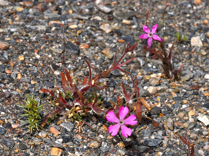 Silene littorea adscendens.01
