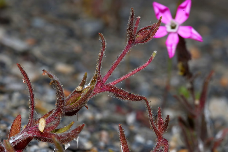 Silene littorea adscendens.02