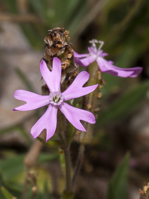 Silene littorea adscendens.03