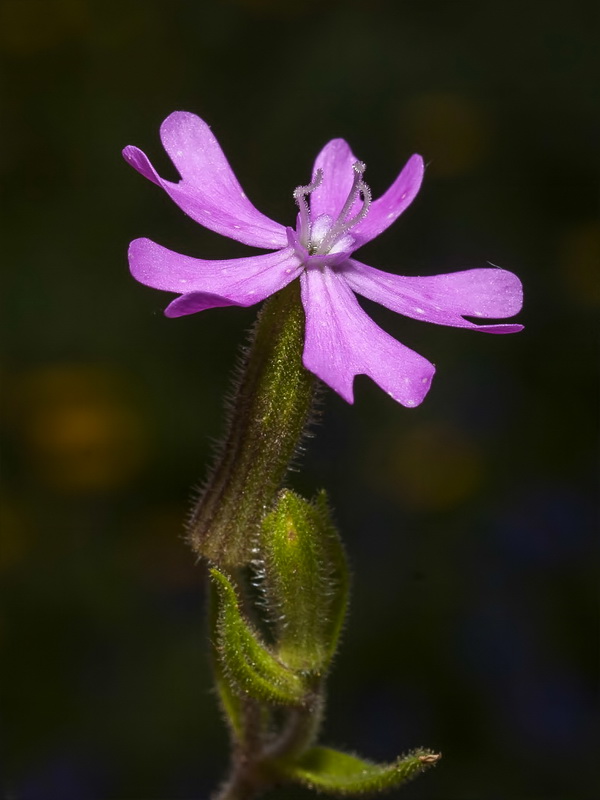 Silene littorea adscendens.04