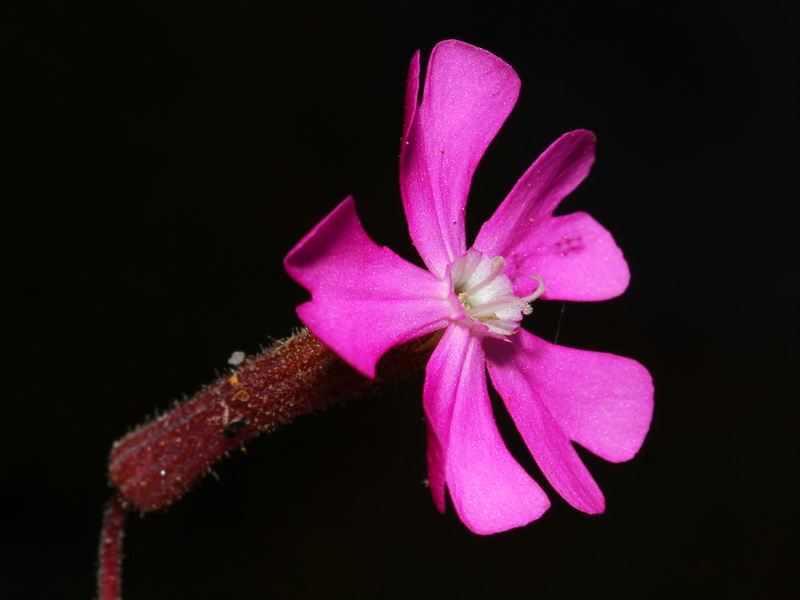 Silene littorea adscendens.05