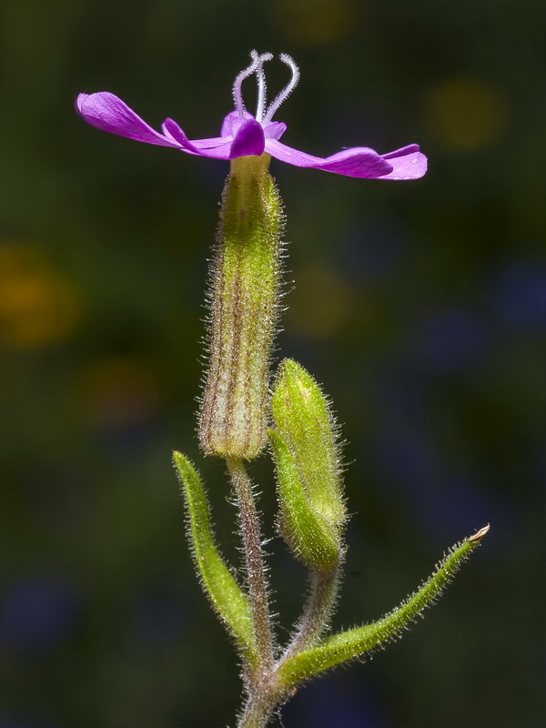 Silene littorea adscendens.06