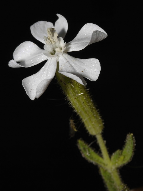 Silene littorea adscendens.08