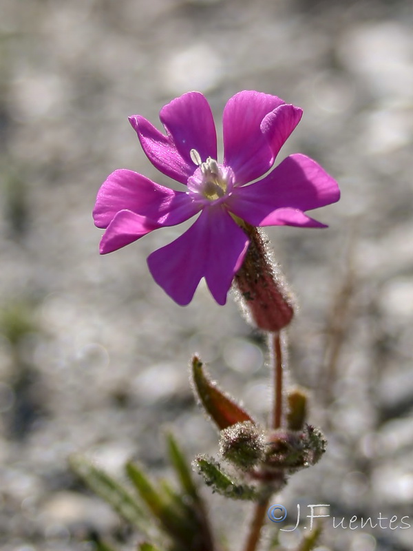 Silene littorea adscendens.10