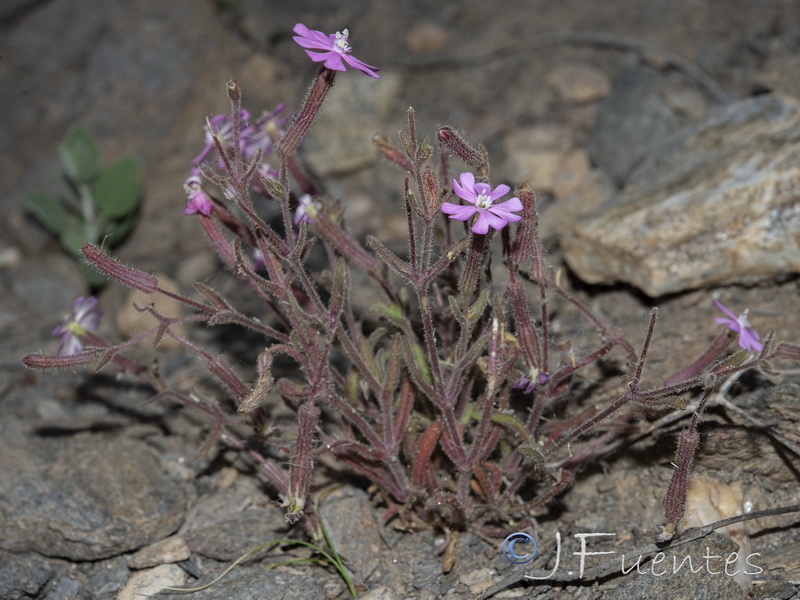 Silene littorea adscendens.09