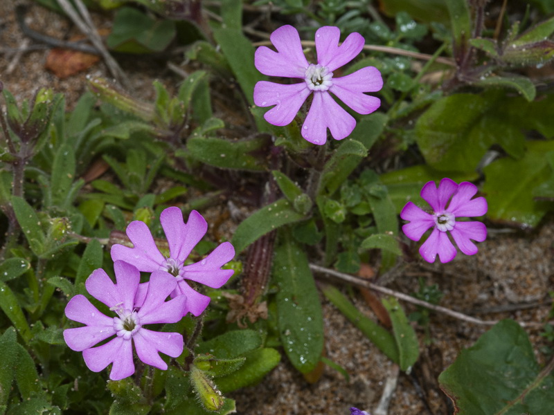 Silene littorea littorea.08