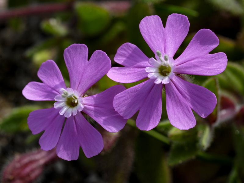 Silene littorea littorea.09