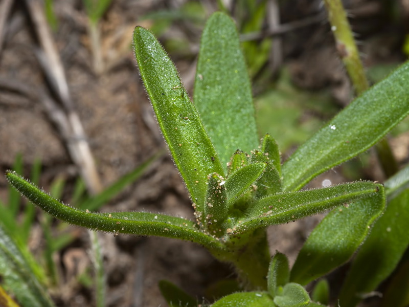 Silene littorea littorea.11