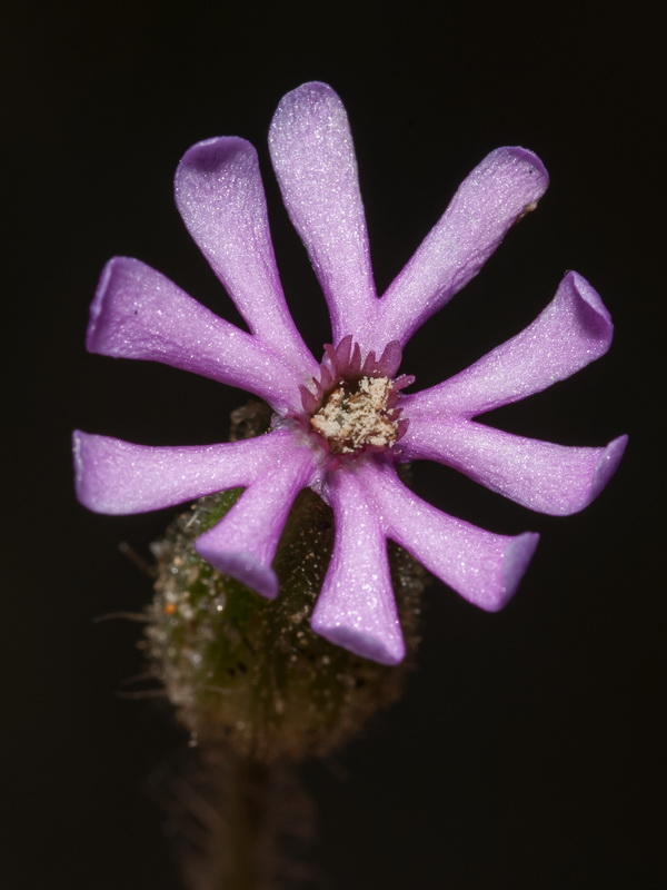 Silene littorea littorea.12