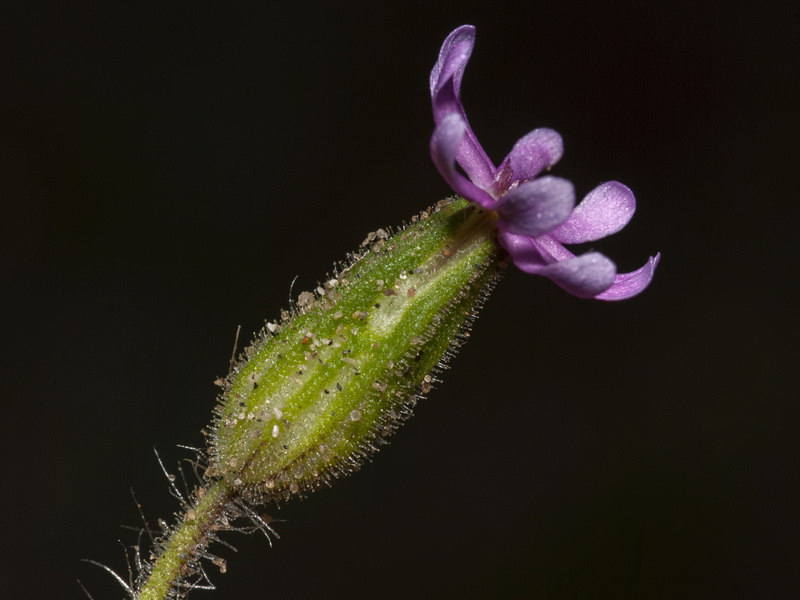 Silene littorea littorea.13