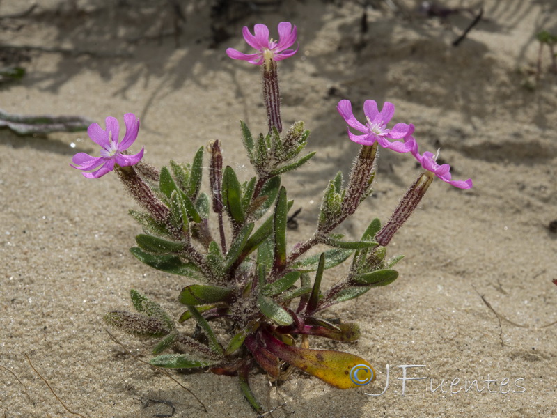 Silene littorea littorea.14