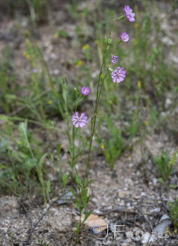 Silene mariana.02