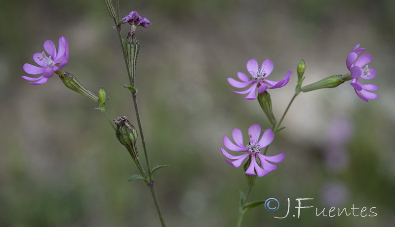 Silene mariana.05