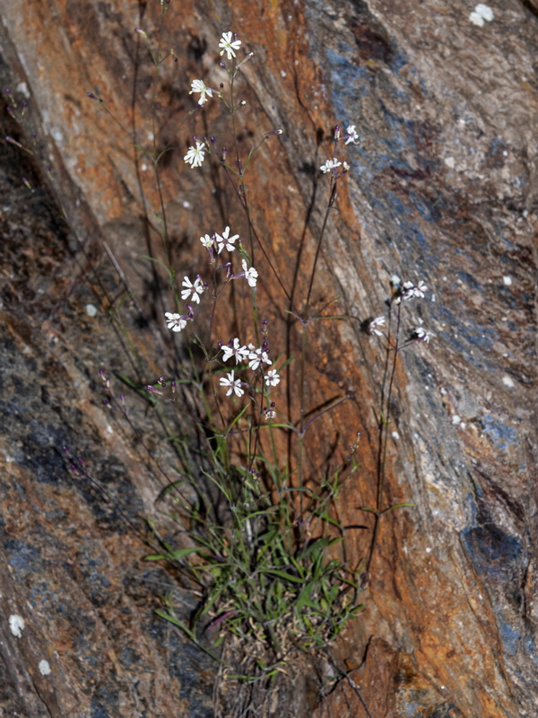 Silene mellifera.01