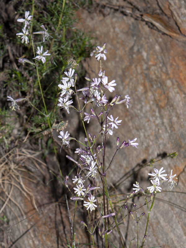 Silene mellifera.03