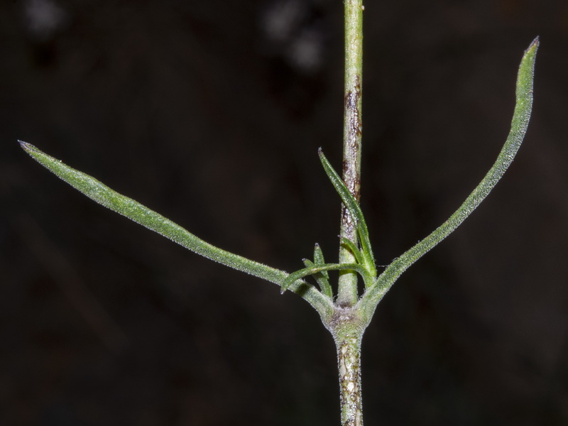 Silene mellifera.05