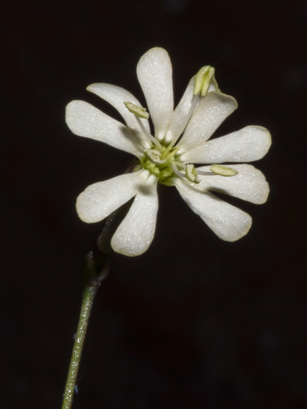 Silene mellifera.07